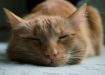 orange tabby cat sleeping on white textile
