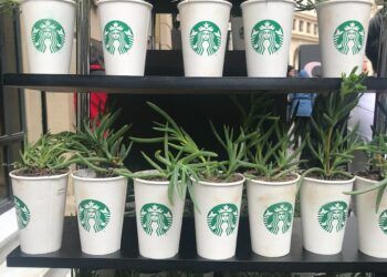 green plants planted on Starbucks cups