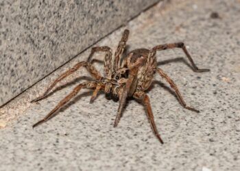 LET OP: Dit zijn de 3 dingen in je huis waarmee je spinnen onbewust naar binnen lokt