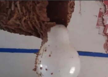 Eng! Vrouw wordt geadviseerd te ‘rennen haar leven’ na deze vondst in haar huis