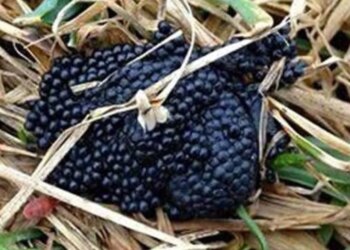 Belangrijk: “Zie je deze eieren in je tuin liggen? Onderneem direct actie…”