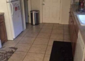 Bijna niemand kan de grote hond vinden die zich in de keuken heeft verstopt – jij wel?