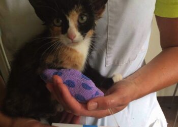 Dierenartsen slaan alarm: Gebruik dit vrij verkrijgbare merk anti-vlooienmiddel NIET