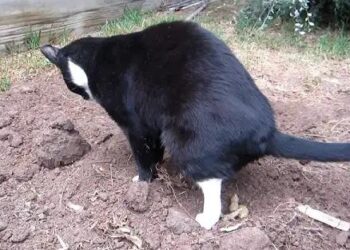 Altijd buurtkatten in je tuin? Met dit geheel kattenvriendelijke trucje gebeurt dat niet meer!