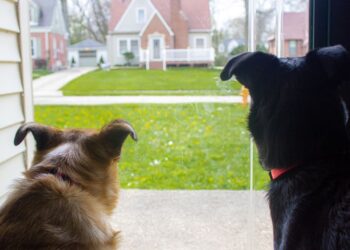 Anoniem: Mijn buren willen dat ik mijn honden wegdoe, maar de reden waarom verwacht je niet