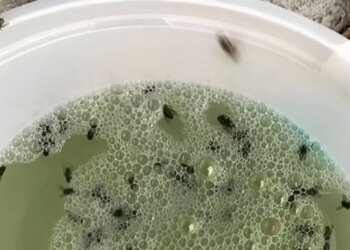 Zo los je snel je probleem met fruitvliegjes op met deze eenvoudige truc