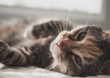 5 soorten katten die echt geweldig zijn (heb jij er een van?)