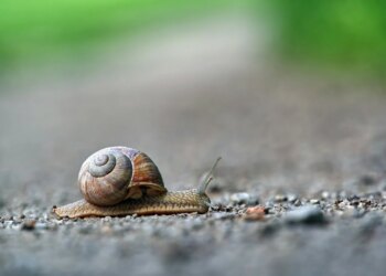 Supertip! Met deze trucs heb je geen last meer van slakken in je tuin