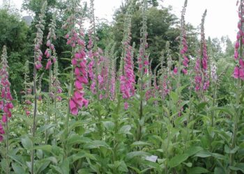 Deze plant is extreem giftig voor mensen en dieren (waarschuwing)