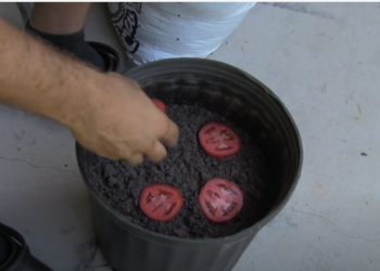 Leg vier plakjes tomaat in potgrond en laat je verbazen over wat er gebeurt